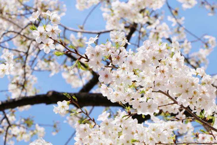 厳選 四国地方の人気の桜の名所をご紹介