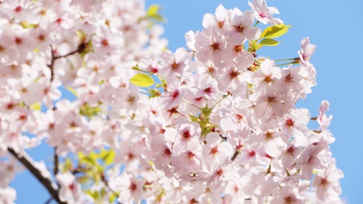 厳選 北陸地方の人気の桜の名所をご紹介