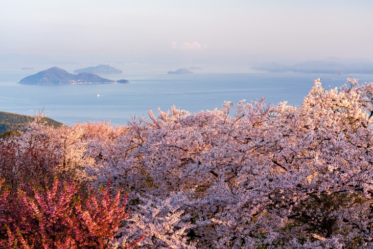 厳選 四国地方の人気の桜の名所をご紹介