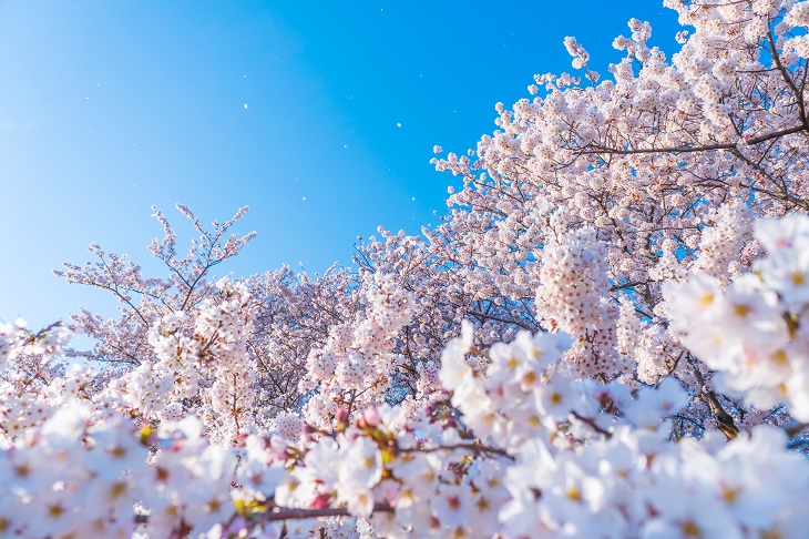 中国地方 おすすめの桜の名所 お花見スポット13選 Catchy