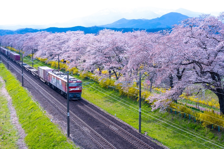 東北地方 人気お花見スポット 桜の名所12選 Catchy