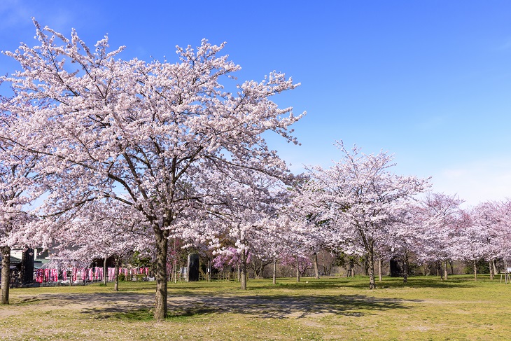 東北地方 人気お花見スポット 桜の名所12選 Catchy