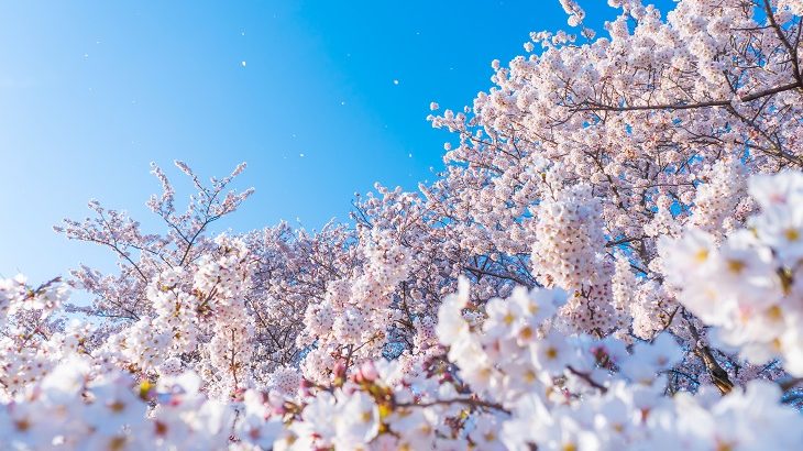 九州・沖縄の桜