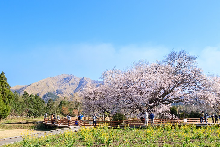 雄大な阿蘇の山々を借景に咲き誇る桜