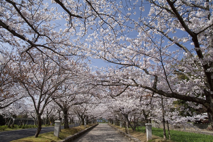 国指定天然記念物オオムラザクラもある大村公園