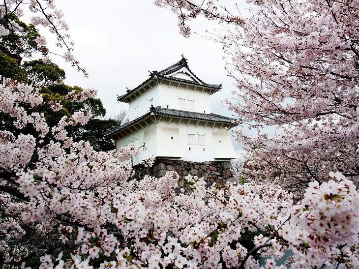 府内城跡の石垣と堀沿いに咲く桜