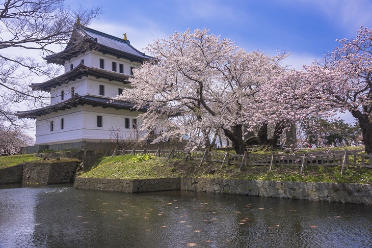 桜の名所 松前城