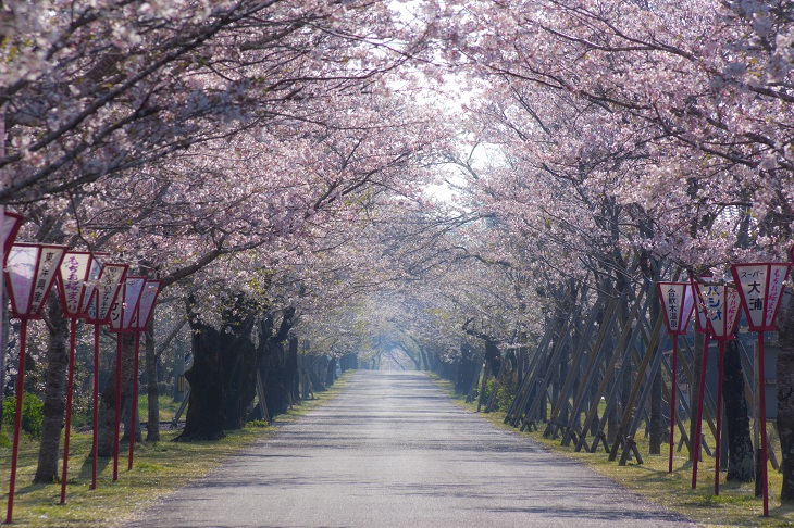 見事な桜並木のトンネル