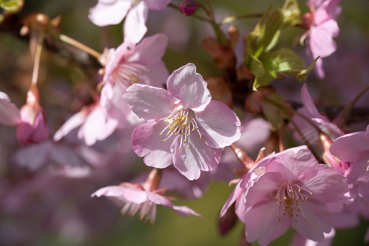 白野江植物公園の河津桜