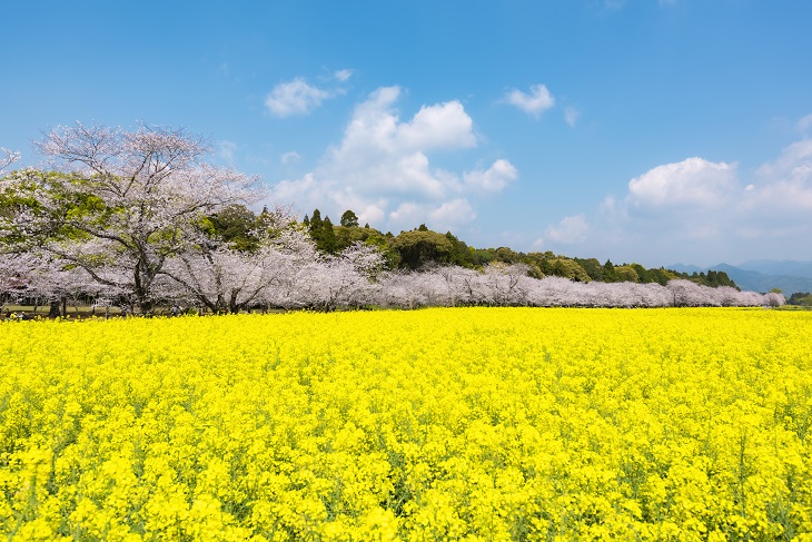 桜並木と菜の花とが咲き誇る西都原の春