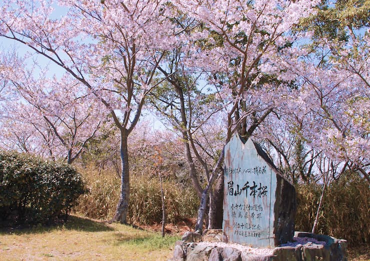 眉山の桜　提供：徳島県観光協会