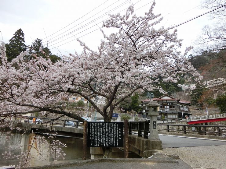 厳選 東海地方の人気の桜の名所をご紹介