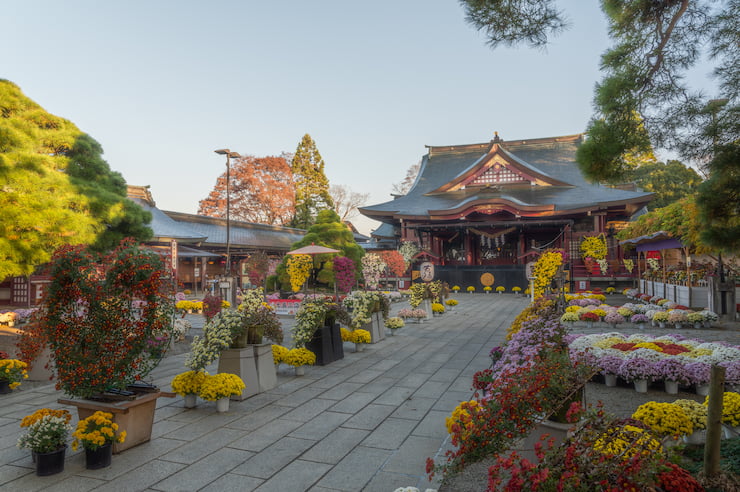 笠間稲荷神社菊祭り