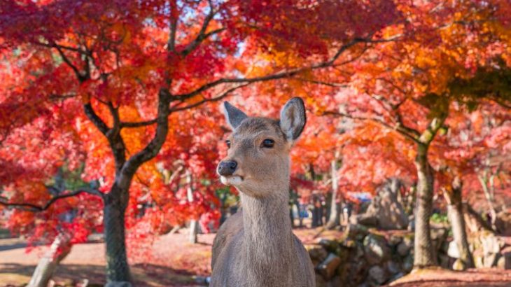 観光だけじゃない 関西地方のおすすめ温泉地8選 Catchy