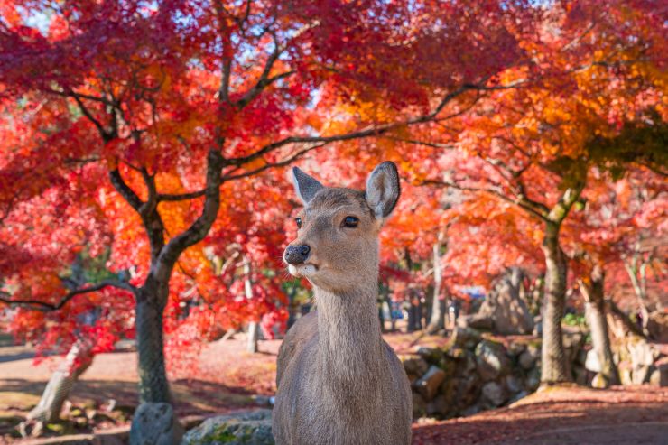 紅葉の名所を満喫 関西のおすすめ紅葉スポット Catchy