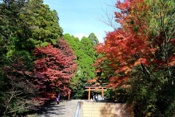 霧島神宮_紅葉