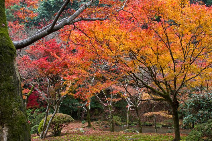 九年庵の紅葉