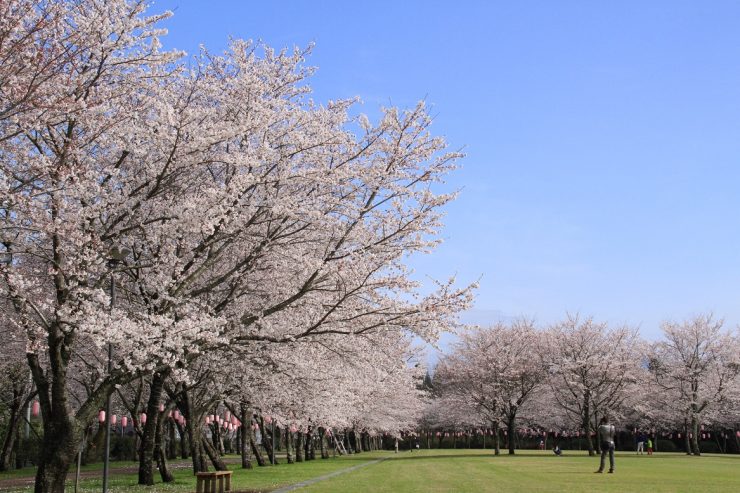 満開の忠元公園の桜