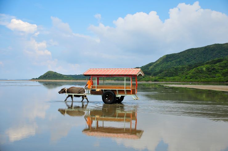 西表島の水牛車