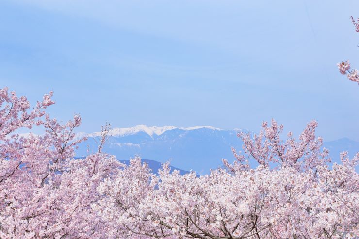 高遠城址公園_桜