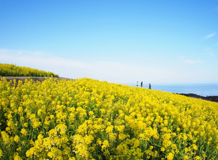 あわじ花さじきの菜の花畑