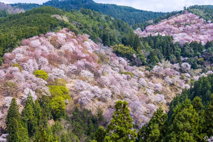 吉野山_桜