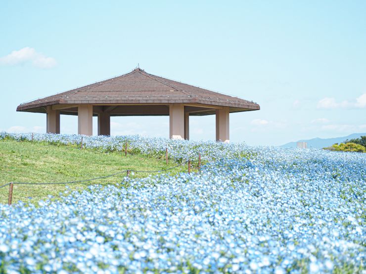 海の中道海浜公園_ネモフィラ