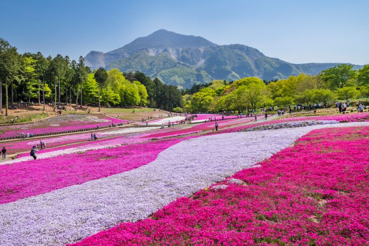 羊山公園_芝桜