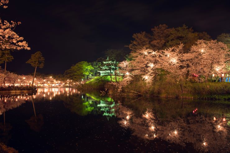 高田城址公園_桜のライトアップ