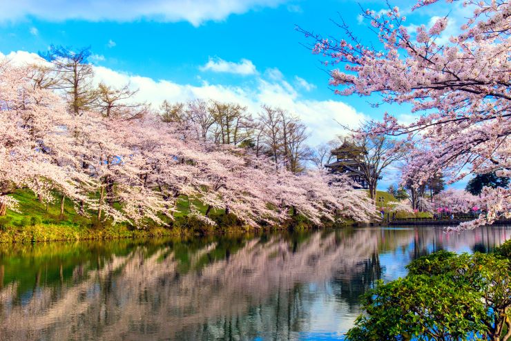 高田城址公園の桜