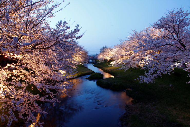 玉湯川_桜並木