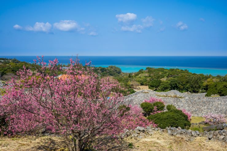 今帰仁城跡　桜