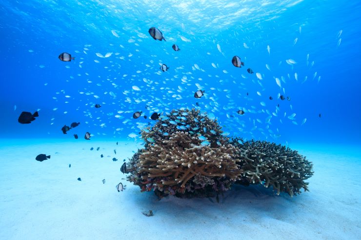 慶良間諸島のサンゴと熱帯魚