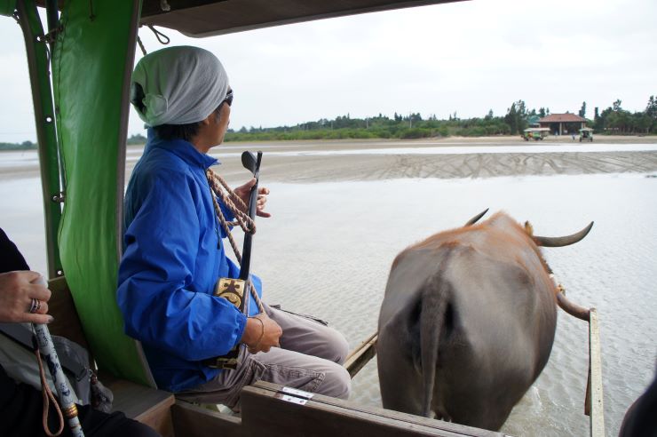 由布島の水牛車