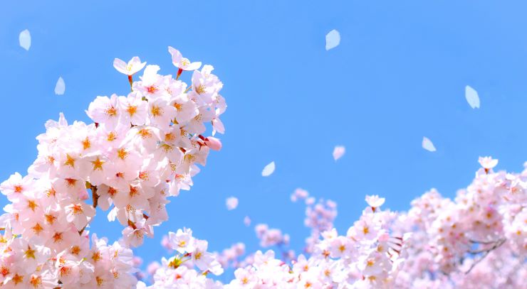 HIS桜特集