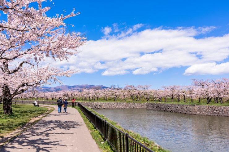 五稜郭公園の満開の桜