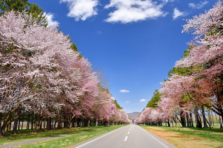 北海道桜_二十間道路桜並木_新ひだか町提供