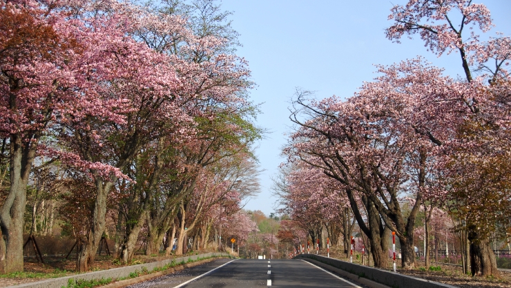 登別桜並木　提供：登別国際観光コンベンション協会