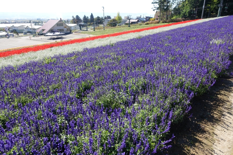 北星山ラベンダー園