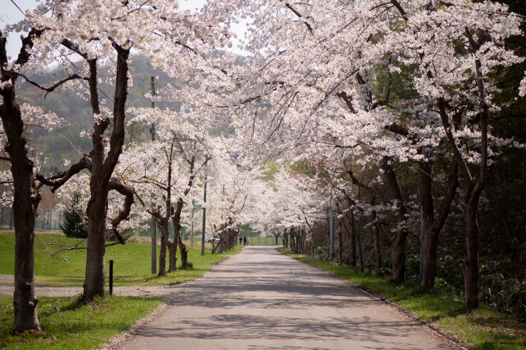 美唄市東明公園　提供：美唄市経済観光課