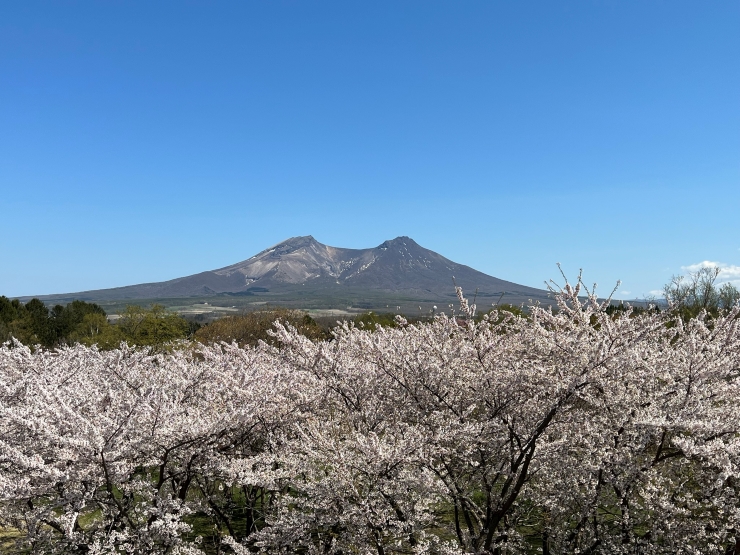 オニウシ公園の桜と駒ヶ岳　提供：森観光協会