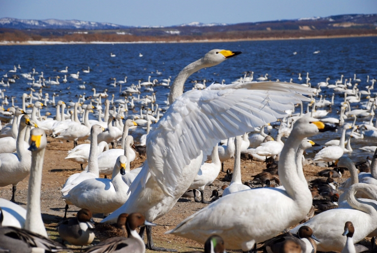 大沼の白鳥_稚内市提供