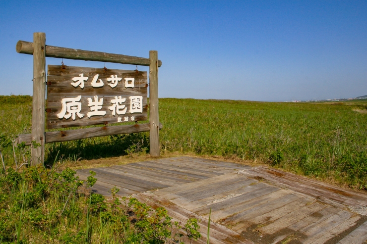 オムサロ原生花園　提供：紋別観光振興公社