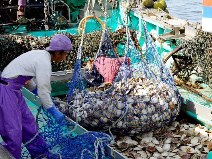 紋別の地撒きほたて　提供：紋別観光振興公社