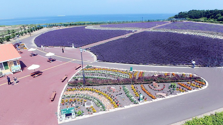 ラベンダー上空　提供：オホーツク流氷公園