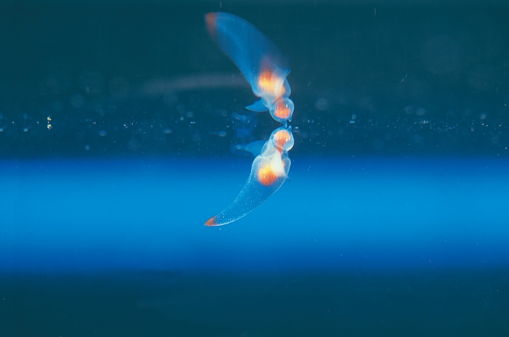 流氷の天使クリオネ　提供：紋別観光振興公社