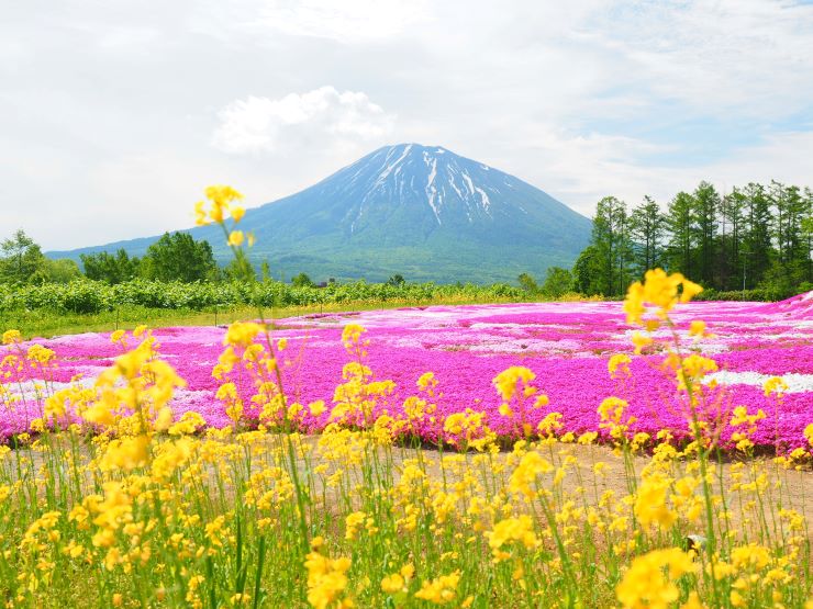 羊蹄山と芝桜