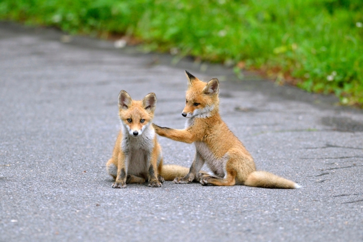 キタキツネの兄弟