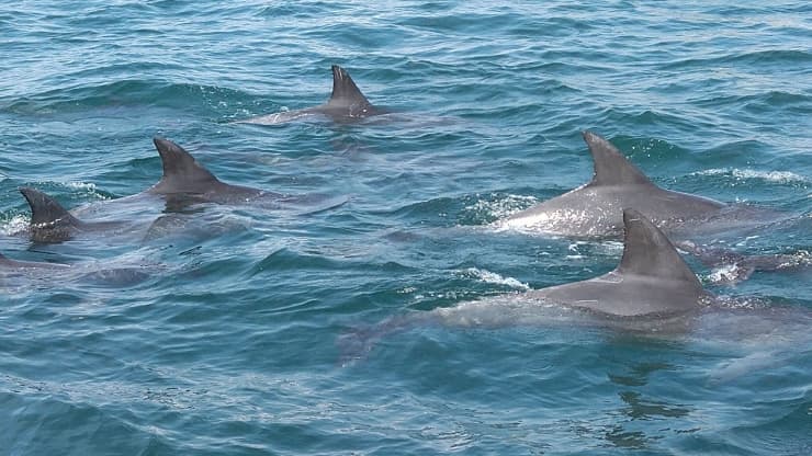 イルカウォッチング　提供：熊本県観光連盟