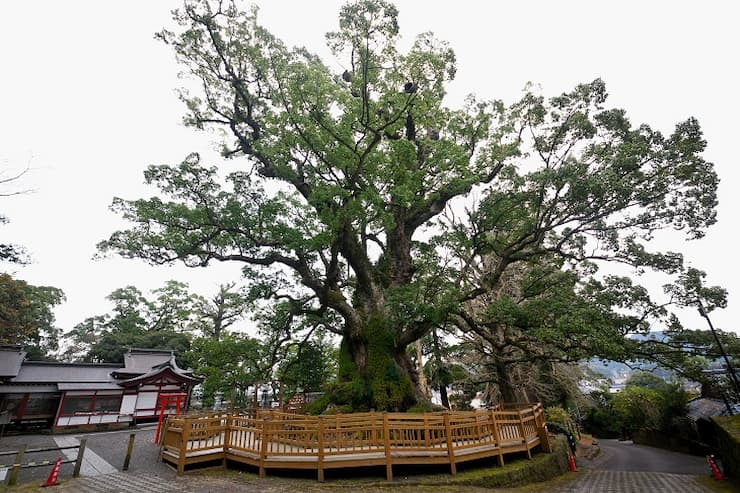 鹿児島蒲生の大楠の全体像